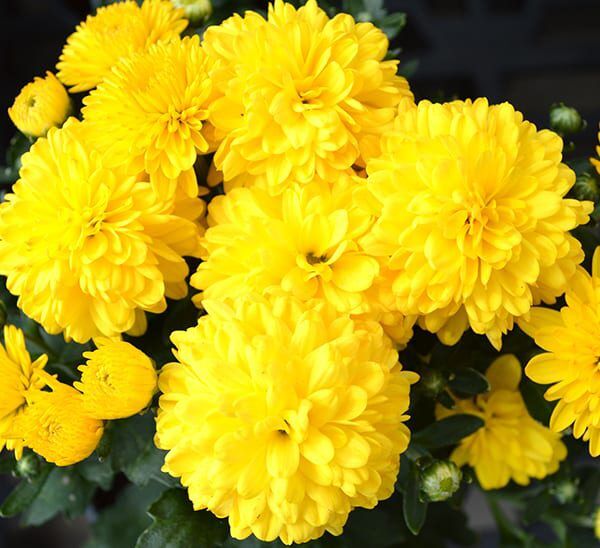 Garden Mums in Yellow colors