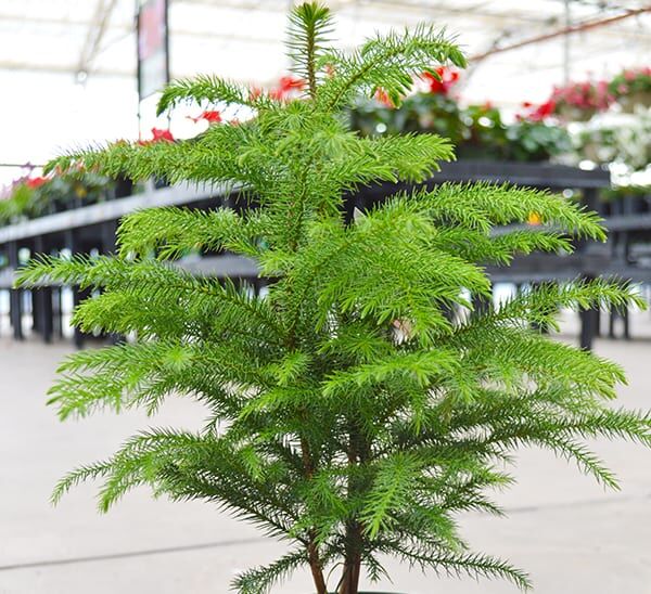 Norfolk Island Pine Tabletop plant full size