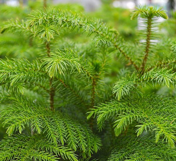Norfolk Island Pine Tabletop Tree closeup of branches