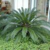 Japanese Sago Palm Photo 1