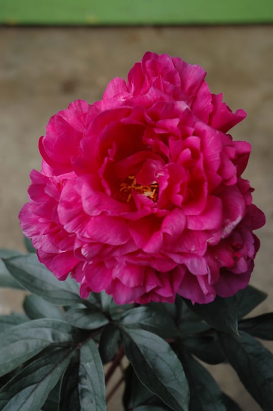 kansas peony