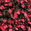 SunPatiens Compact Deep Rose New Guinea Impatiens Photo 1