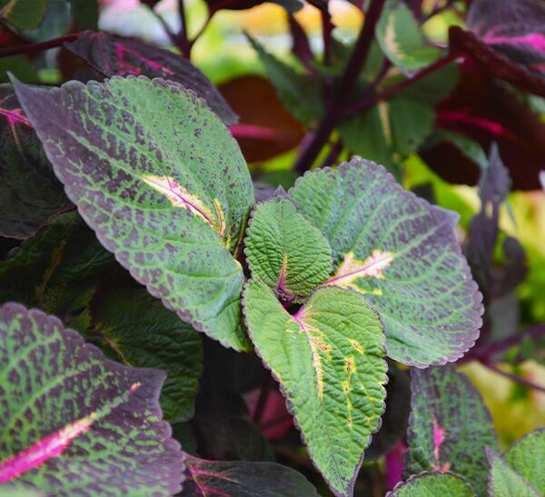 Kong Coleus