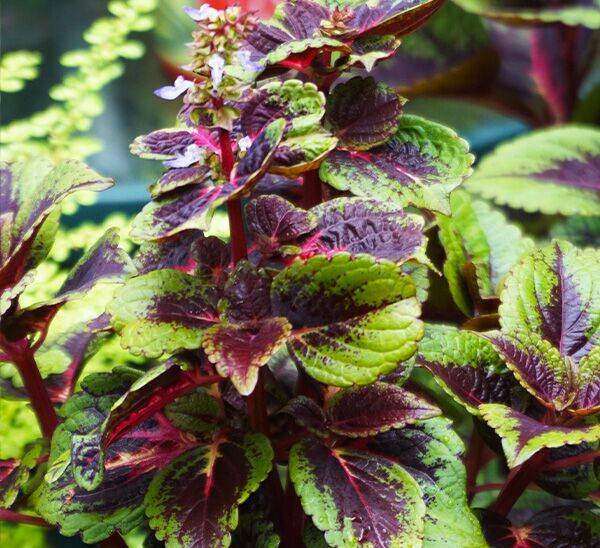 Kong Coleus