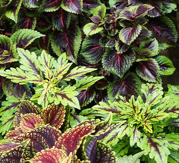 Kong Coleus