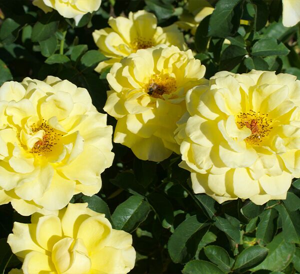 Bee Heaven Rose