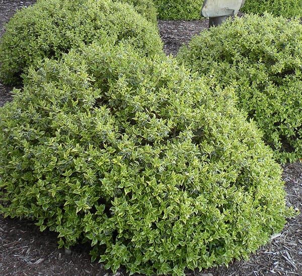 Radiance Abelia Photo 1