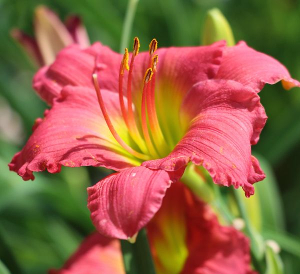 Daylily