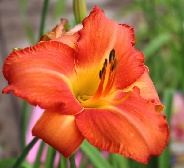 Daylily