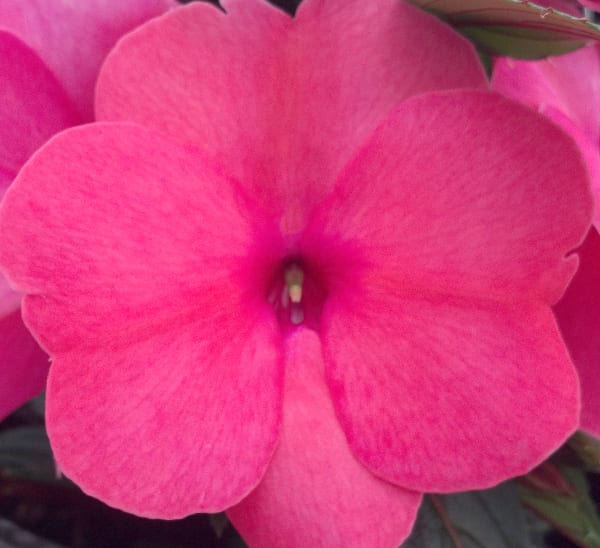 New Guinea Impatiens
