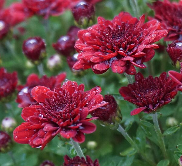 red mum blooms