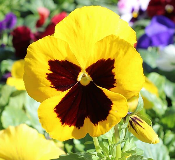 Matrix® Pansies Yellow Blotch