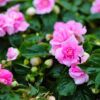 Double Impatiens Pink