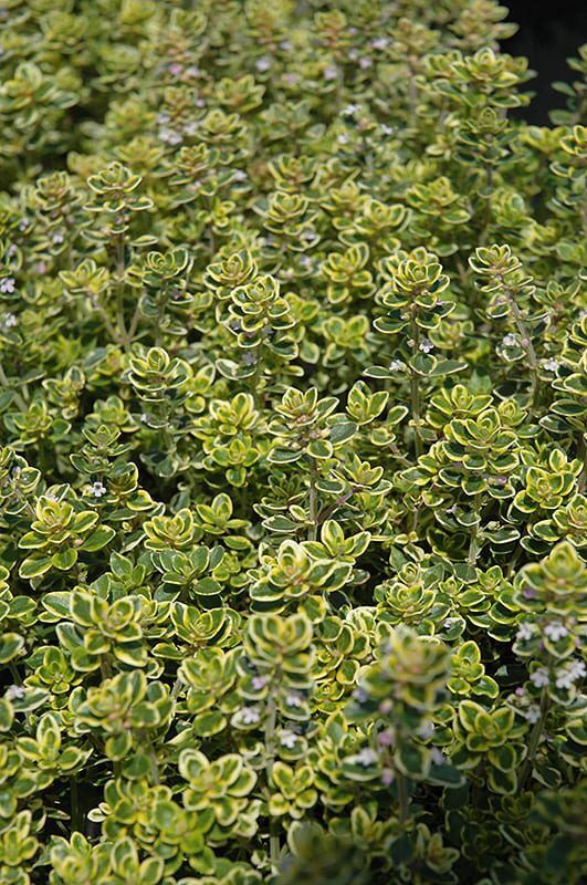 lemon thyme