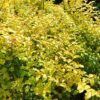 Sunshine Ligustrum Plant