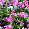 Creeping Phlox Photo 1