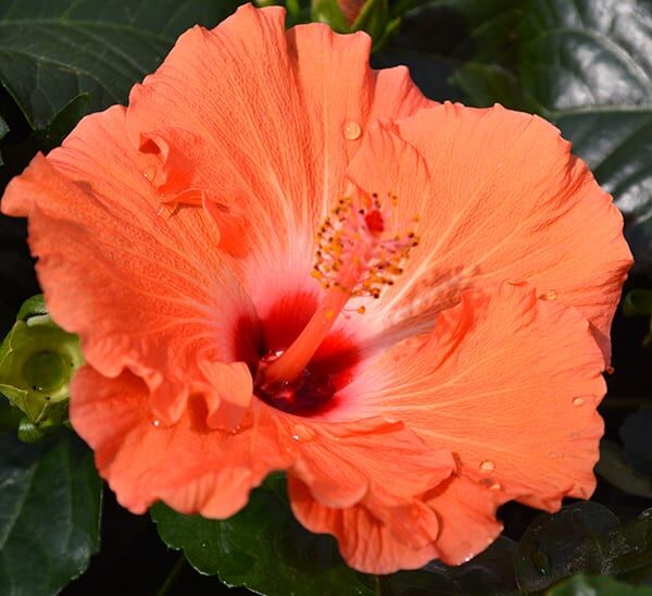 hibiscus orange