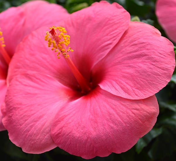 hibiscus pink