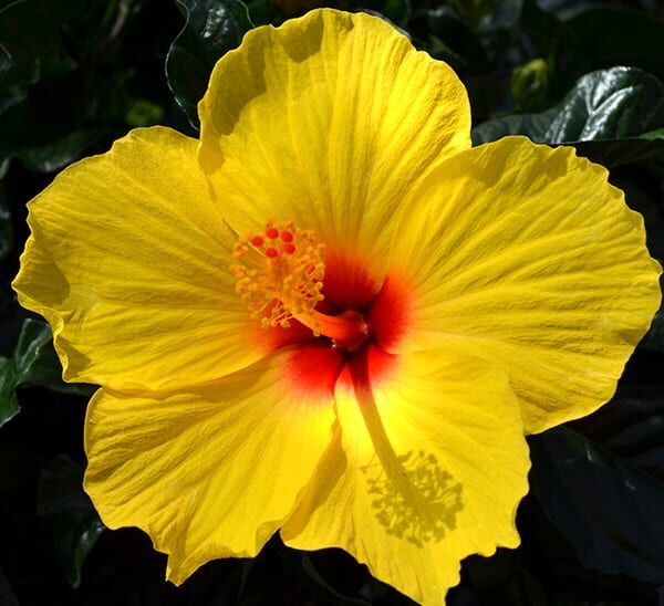 hibiscus yellow