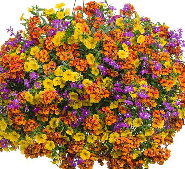 proven winners hanging basket