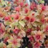 magic carpet spirea