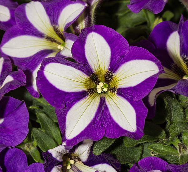 Crazytunia® Petunia