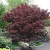 Bloodgood Japanese Maple Photo 1