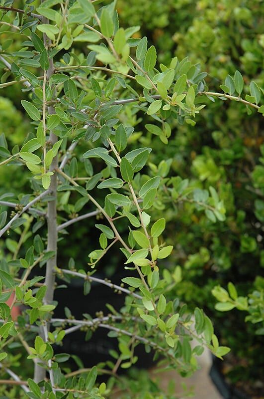 weeping yaupon holly