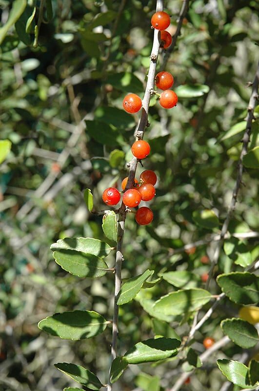weeping yaupon holly