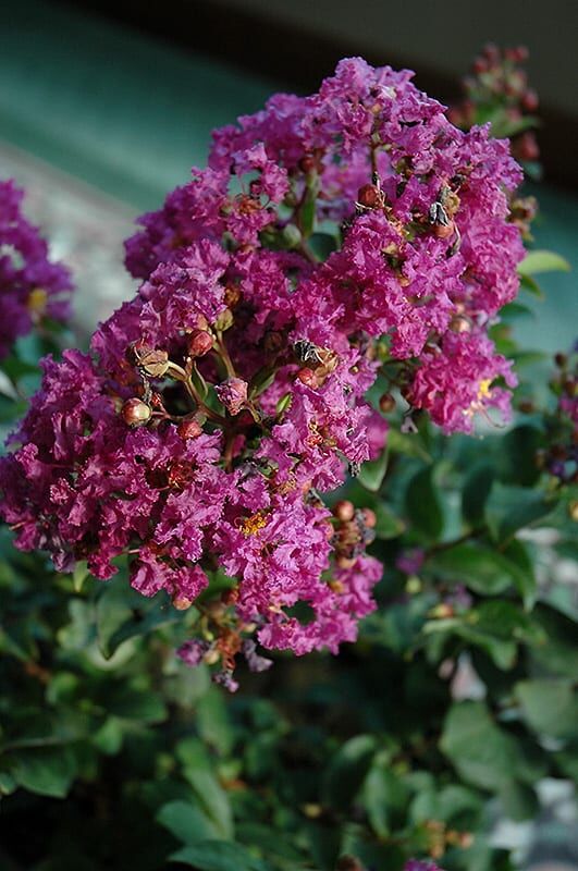 purple magic crapemyrtle