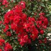 Dynamite Crapemyrtle Photo 1