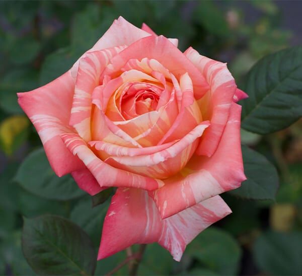 Peach Swirl™ Rose Photo 1