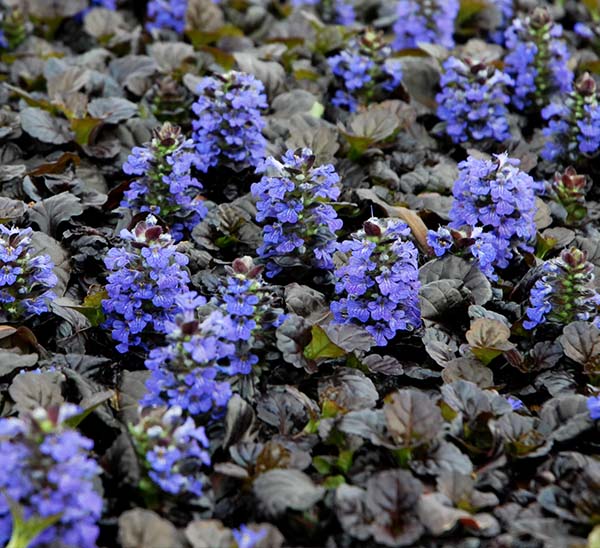ajuga black scallop