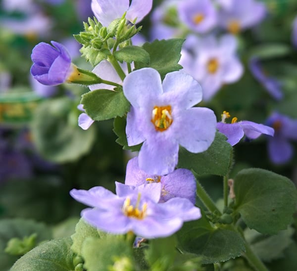 bacopa blue blooms
