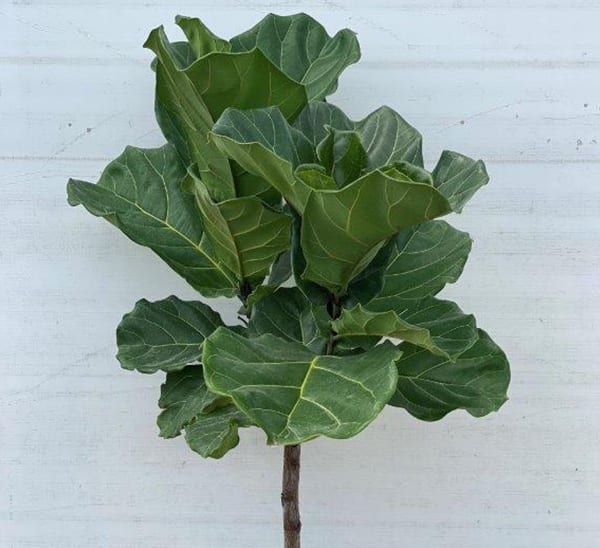 fiddle leaf fig tree form