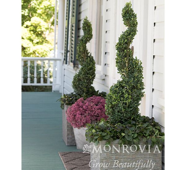 Green Tower® Boxwood Photo 1