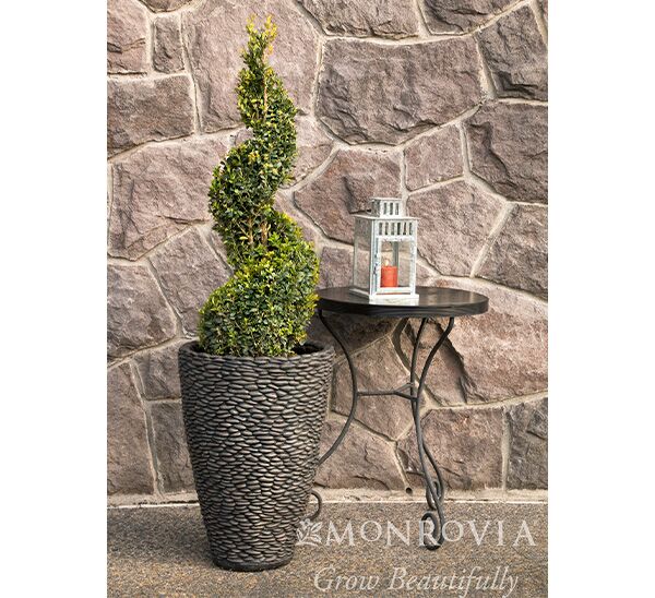 Green Tower® Boxwood