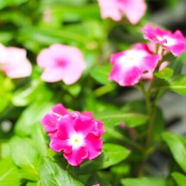 Vinca Plant for the Summer: All About Cora® XDR Vinca