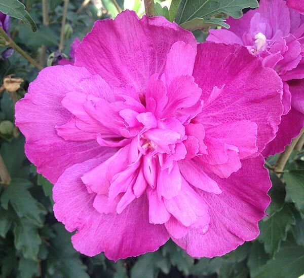 Raspberry Smoothie™ Althea Photo 1