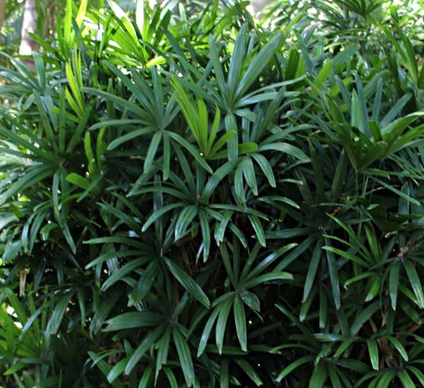 Finger Palm Photo 1