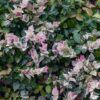 Snow-N-Summer™ Asian Jasmine Photo 1