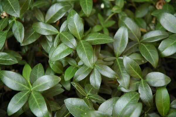 bowles periwinkle