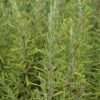 Upright Rosemary Photo 1