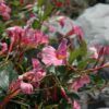 Sun Parasol Pretty Pink Mandevilla Photo 1