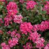 Pocomoke Crapemyrtle Photo 1