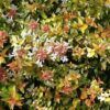 Kaleidoscope Abelia Photo 1
