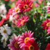 Marguerite Daisy Photo 1
