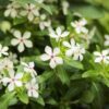 Soiree® Kawaii Catharanthus Photo 1