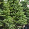 Fresh Cut Noble Fir Christmas Tree Photo 1
