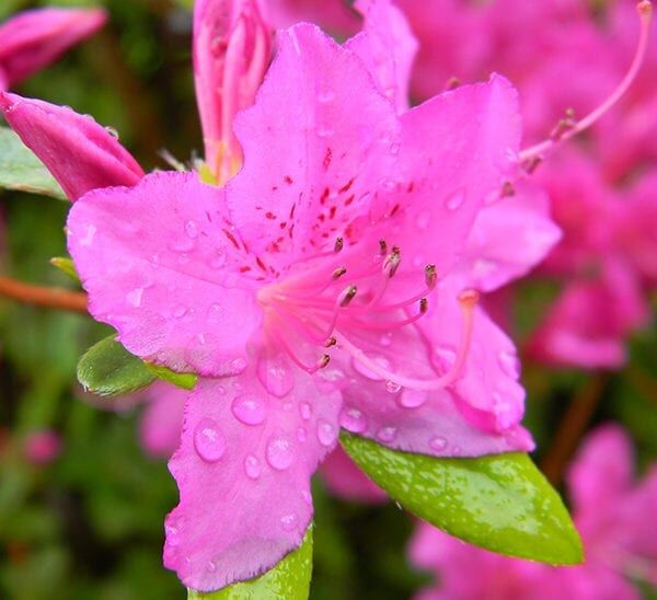 rpinkadorationa